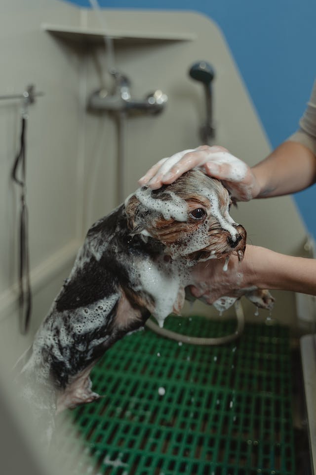 dog wash