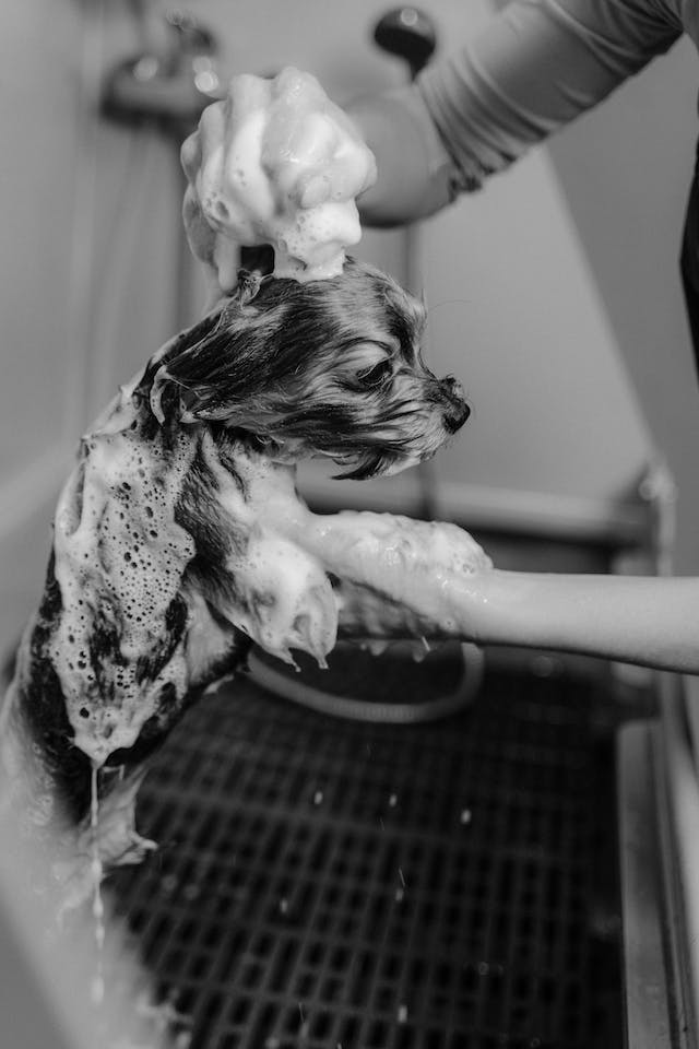 dog wash