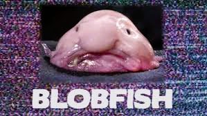 blobfish photo